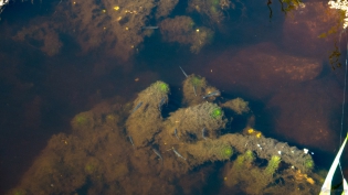 2018 - GOLM / image10.jpg
